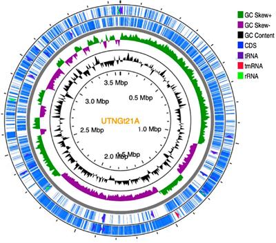 Bioprospecting of Ribosomally Synthesized and Post-translationally Modified Peptides Through Genome Characterization of a Novel Probiotic Lactiplantibacillus plantarum UTNGt21A Strain: A Promising Natural Antimicrobials Factory